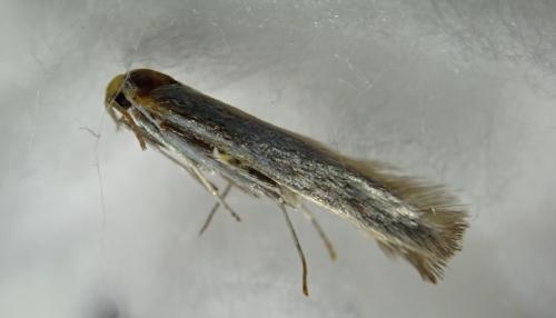Coleophora albidella